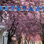 Cherry street Bonn