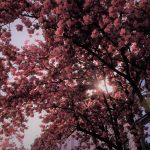 Cherry street Bonn
