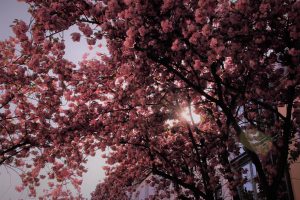 Cherry street Bonn