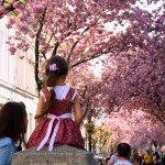 Cherry street Bonn