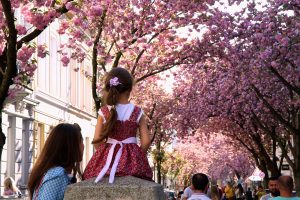 Cherry street Bonn